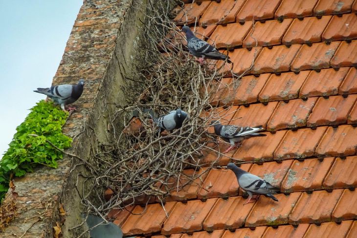  waar-bouwen-duiven-nesten